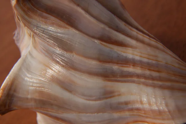 자연스럽게 추상화하기 조개껍데기 — 스톡 사진