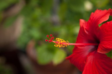 Kırmızı Hibiscus bahçede.