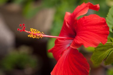 Kırmızı Hibiscus bahçede.