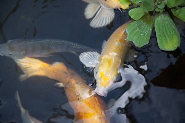 Koi balığı gölette yüzüyor.