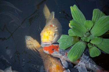 Koi balığı gölette yüzüyor.