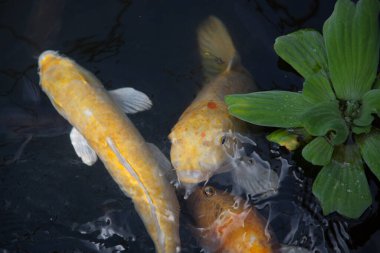 Koi balığı gölette yüzüyor.