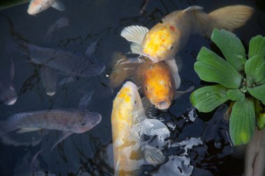 Koi balığı gölette yüzüyor.