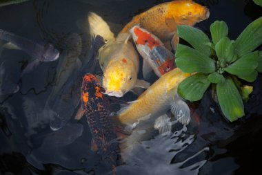 Koi balığı gölette yüzüyor.