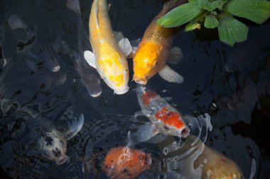 Koi balığı gölette yüzüyor.