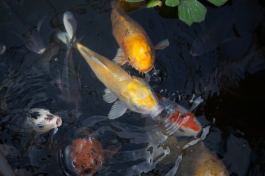 Koi balığı gölette yüzüyor.