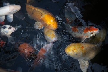 Koi balığı gölette yüzüyor.