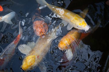 Koi balığı gölette yüzüyor.