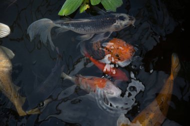 Koi balığı gölette yüzüyor.