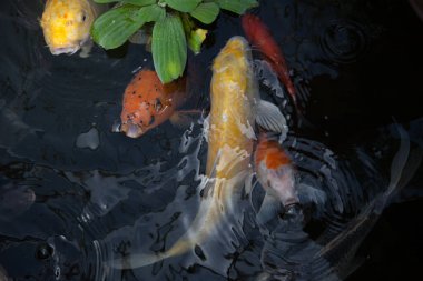 Koi balığı gölette yüzüyor.