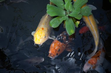 Koi balığı gölette yüzüyor.