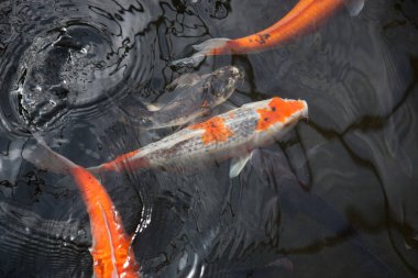 Koi balığı gölette yüzüyor.