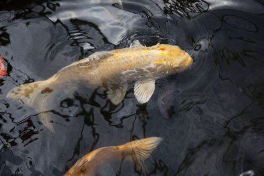 Koi balığı gölette yüzüyor.