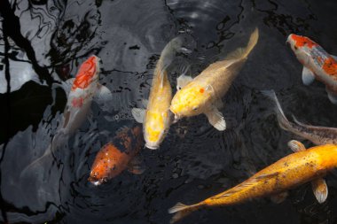 Koi balığı gölette yüzüyor.