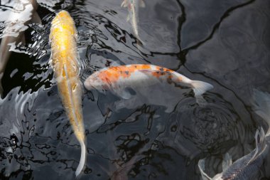 Koi balığı gölette yüzüyor.