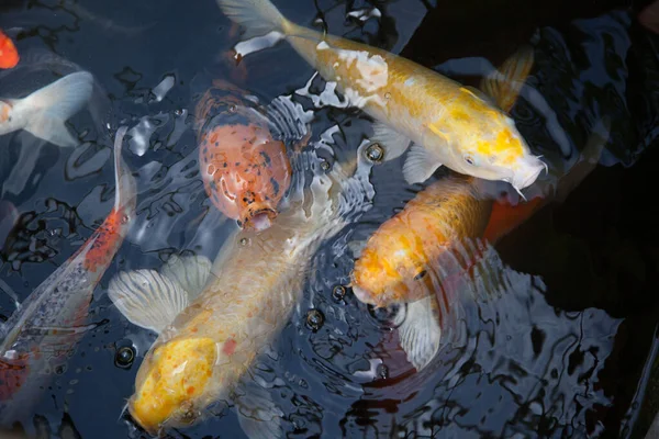 Koi balığı gölette yüzüyor.