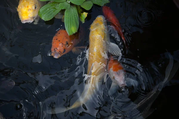 Koi balığı gölette yüzüyor.