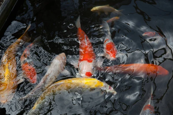 Koi balığı gölette yüzüyor.
