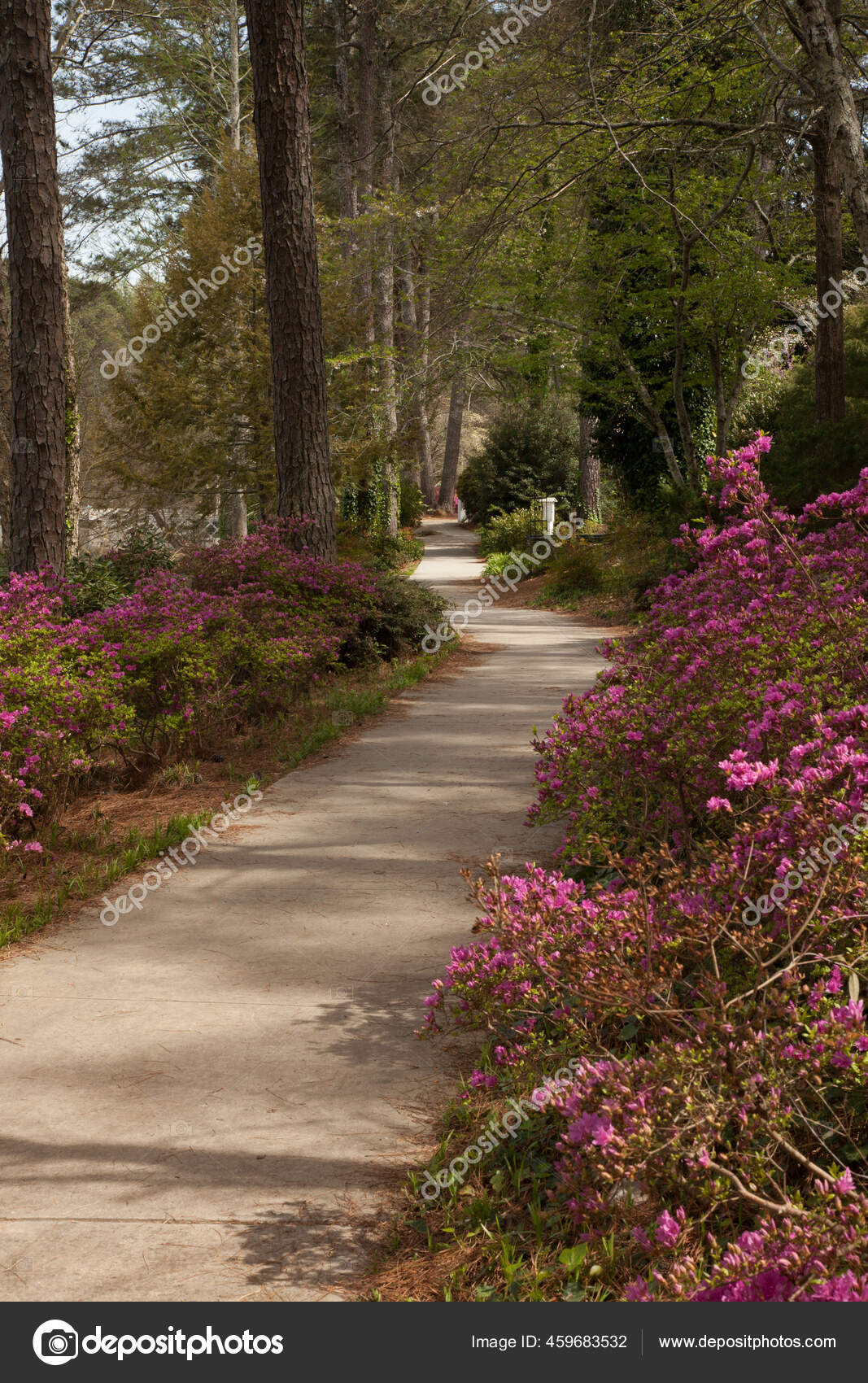 Path Azalea Gardens Stock Photo by ©artistallen 459683532
