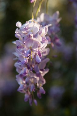 Çiçekler açan Wisteria çiçekleri sarmaşıklarda