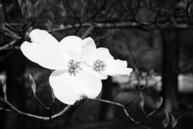 Dogwood güneş ışığında çiçek açar.