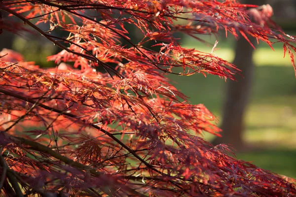 Japanese Maple tree in the sunshine