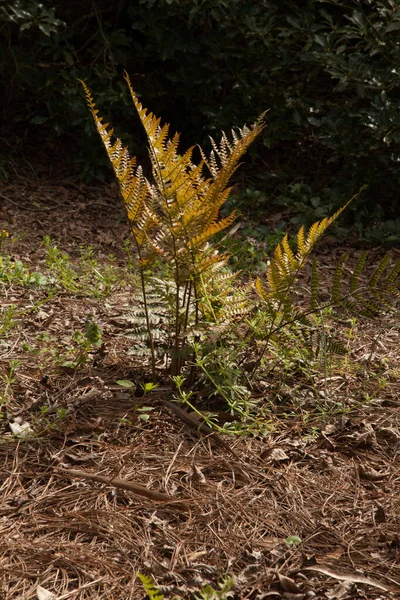 A fern plant growing in the sunlight