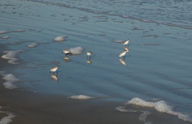 Okyanustaki martılar