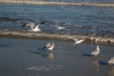 Okyanustaki martılar