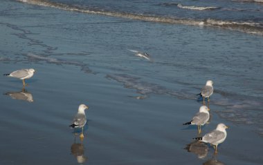 Okyanustaki martılar