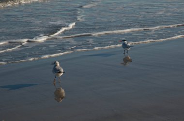 Okyanustaki martılar