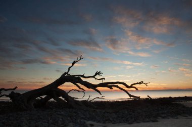Güneş doğarken okyanusta ölü bir ağaç.