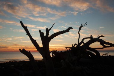 Sabahın köründe okyanusta ölü bir ağaç
