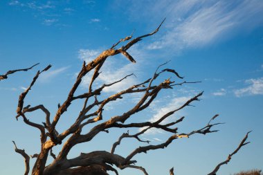 Mavi gökyüzüne karşı ölü ağaç dalları