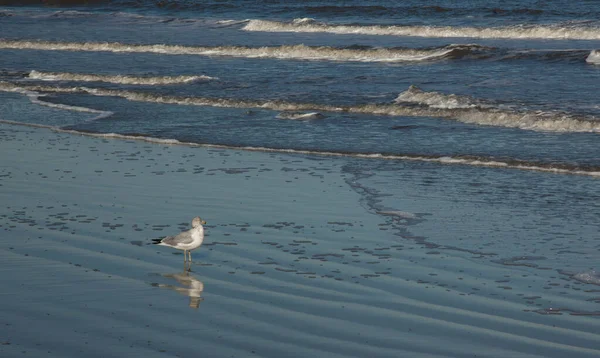 Seagulls Ocean Beach — Φωτογραφία Αρχείου