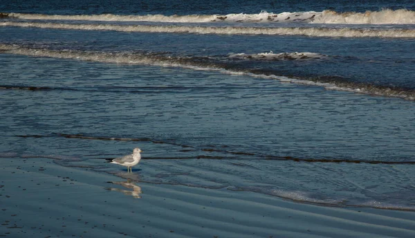 Seagulls Ocean Beach — Φωτογραφία Αρχείου