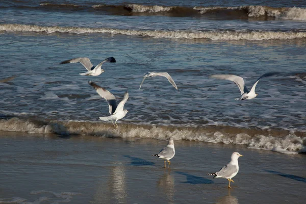 Mouettes Sur Plage Océan — Photo