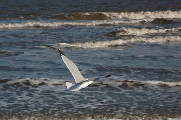 Gaivotas Praia Oceânica — Fotografia de Stock