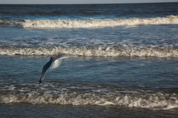 Seagulls Ocean Beach — Φωτογραφία Αρχείου