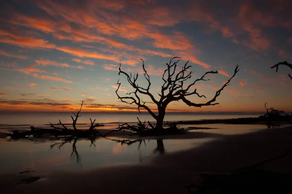 Árvore Morta Oceano Nascer Sol — Fotografia de Stock