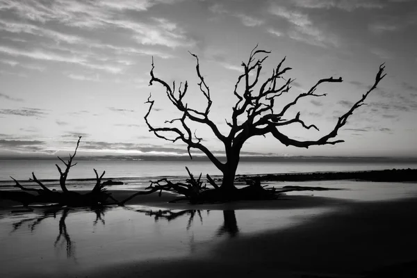 Νεκρό Δέντρο Στον Ωκεανό Μαύρο Και Άσπρο — Φωτογραφία Αρχείου