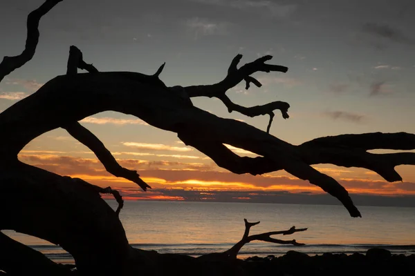 Mrtvý Strom Oceánu Při Východu Slunce — Stock fotografie