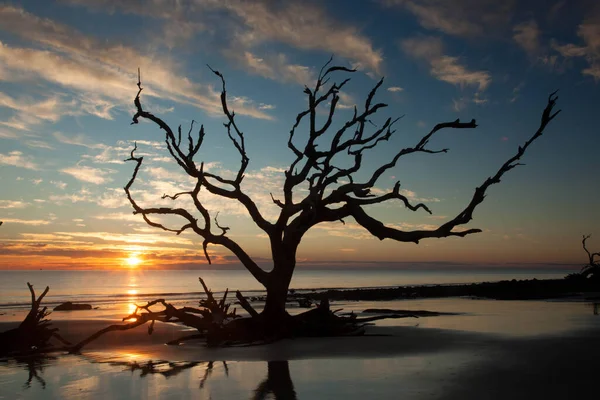 Мертвое Дерево Океана Рассвете — стоковое фото