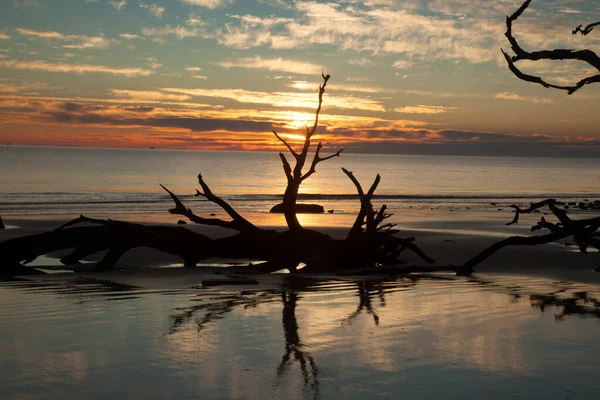 Toter Baum Strand Morgensonnenaufgang — Stockfoto