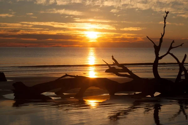 Árvore Morta Praia Nascer Sol Manhã — Fotografia de Stock