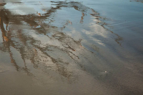 Döda Trädgrenar Reflekteras Våt Sand — Stockfoto