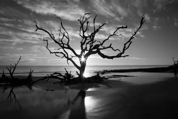 Νεκρό Δέντρο Στον Ωκεανό Μαύρο Και Άσπρο — Φωτογραφία Αρχείου