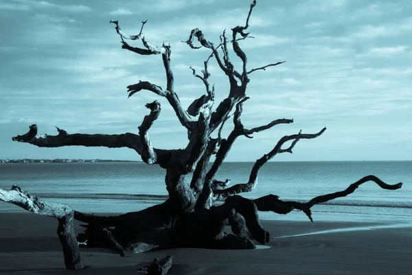 Dead Tree Beach Reflected Ocean Water — Stock Photo, Image
