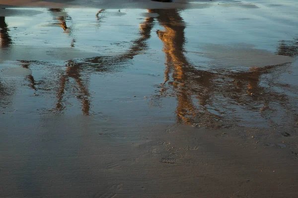 Membres Arbres Morts Réfléchis Sur Sable Mouillé — Photo