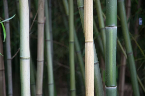 Bambu Växer Utomhus Naturen — Stockfoto